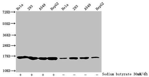 HIST1H2BC Antibody