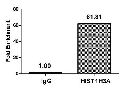 HIST1H3A Antibody