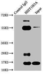HIST1H3A Antibody