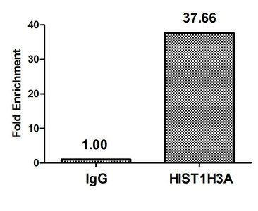 HIST1H3A Antibody