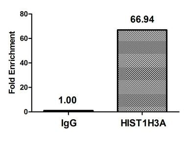 HIST1H3A Antibody