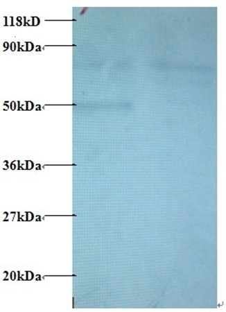 CCL22 Antibody (Biotin)