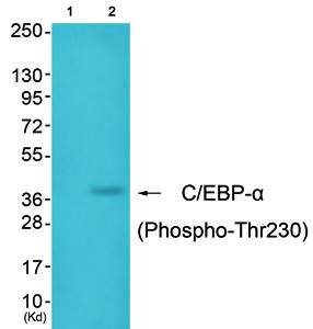 C/EBP-α (Phospho-Thr230) Antibody
