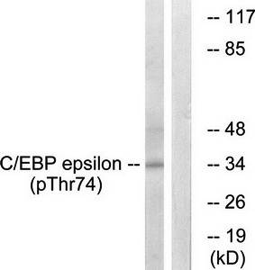 C/EBP-ε (Phospho-Thr74) Antibody