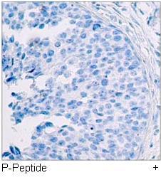 c-Jun (Phospho-Thr239) Antibody