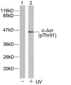 c-Jun (Phospho-Thr91) Antibody