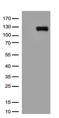 CD117 Antibody