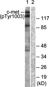c-Met (Phospho-Tyr1003) Antibody