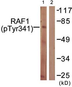 C-RAF (Phospho-Tyr341) Antibody