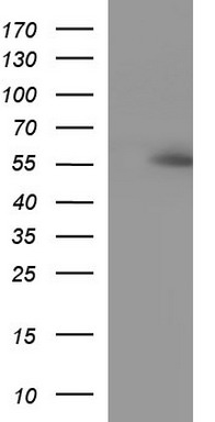 CDC123 Antibody