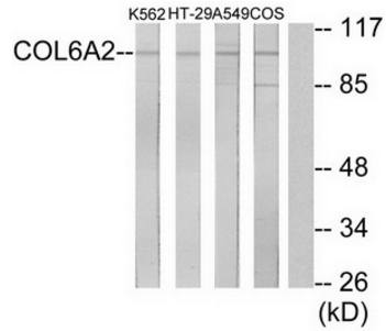 Collagen VI α2 Antibody