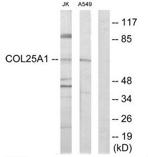 Collagen XXV α1 Antibody