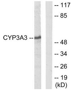 Cytochrome P450 3A4/5 Antibody