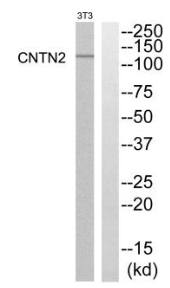 CNTN2 Antibody