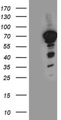 C17orf58 Antibody