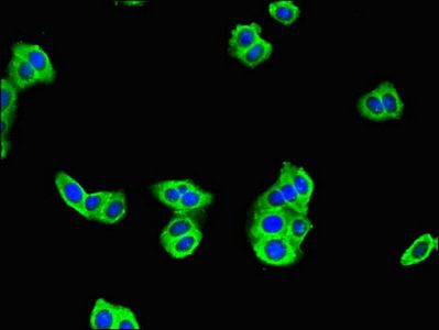 C17orf58 Antibody