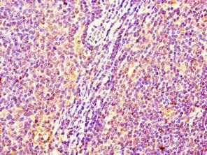 C17orf58 Antibody