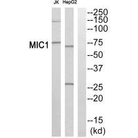 RMC1 Antibody