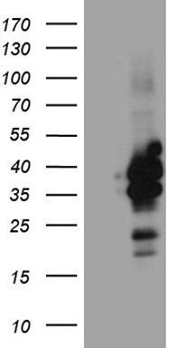 C1D Antibody