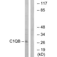 C1QB Antibody
