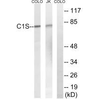 C1S Antibody