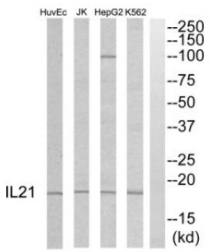 IL21 Antibody