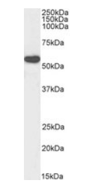 HSPC117 (aa201-215), Biotinylated Antibody