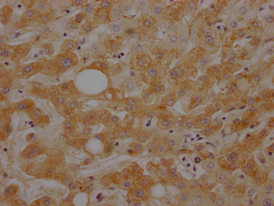 C3 Antibody