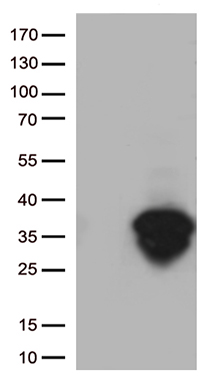C3IP1 Antibody