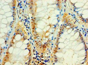 C4orf3 Antibody