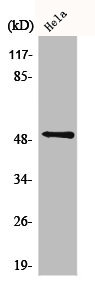 C5AR1 Antibody