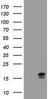 REEP2 Antibody