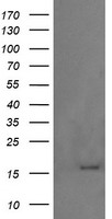 REEP2 Antibody