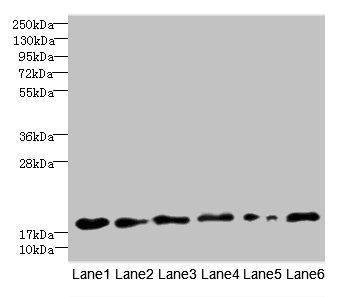 C5orf24 Antibody
