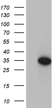 CARD19 Antibody
