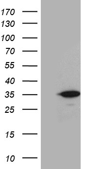 CARD19 Antibody
