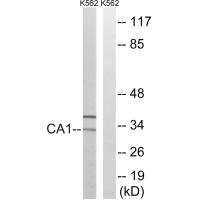 CA1 Antibody