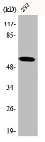 CA9 Antibody