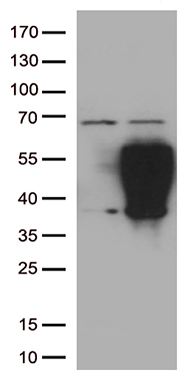 CABLES1 Antibody