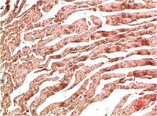 CDH5 Antibody