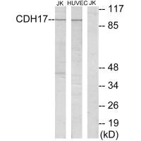 CDH17 Antibody
