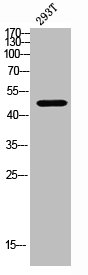 CADM1 Antibody