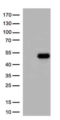 Calcium binding protein P22 Antibody