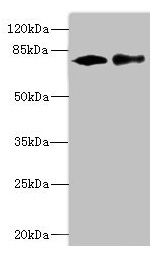 CALCOCO1 Antibody