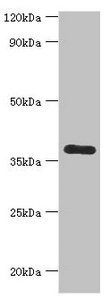 CALHM1 Antibody