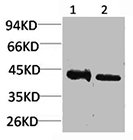 CALHM1 Antibody