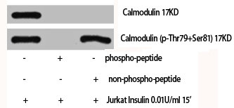 CALM1 Antibody