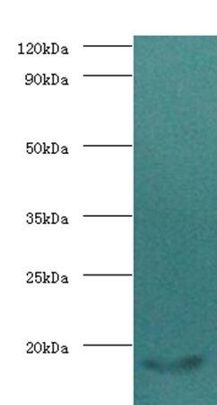 CALM1 Antibody