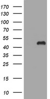 CAPN2 Antibody