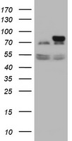 CAPN2 Antibody